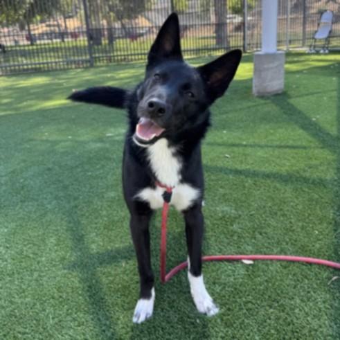 Enlarge INDIE, a Adoptable mixed breed in Los Angeles, CA image 1/1