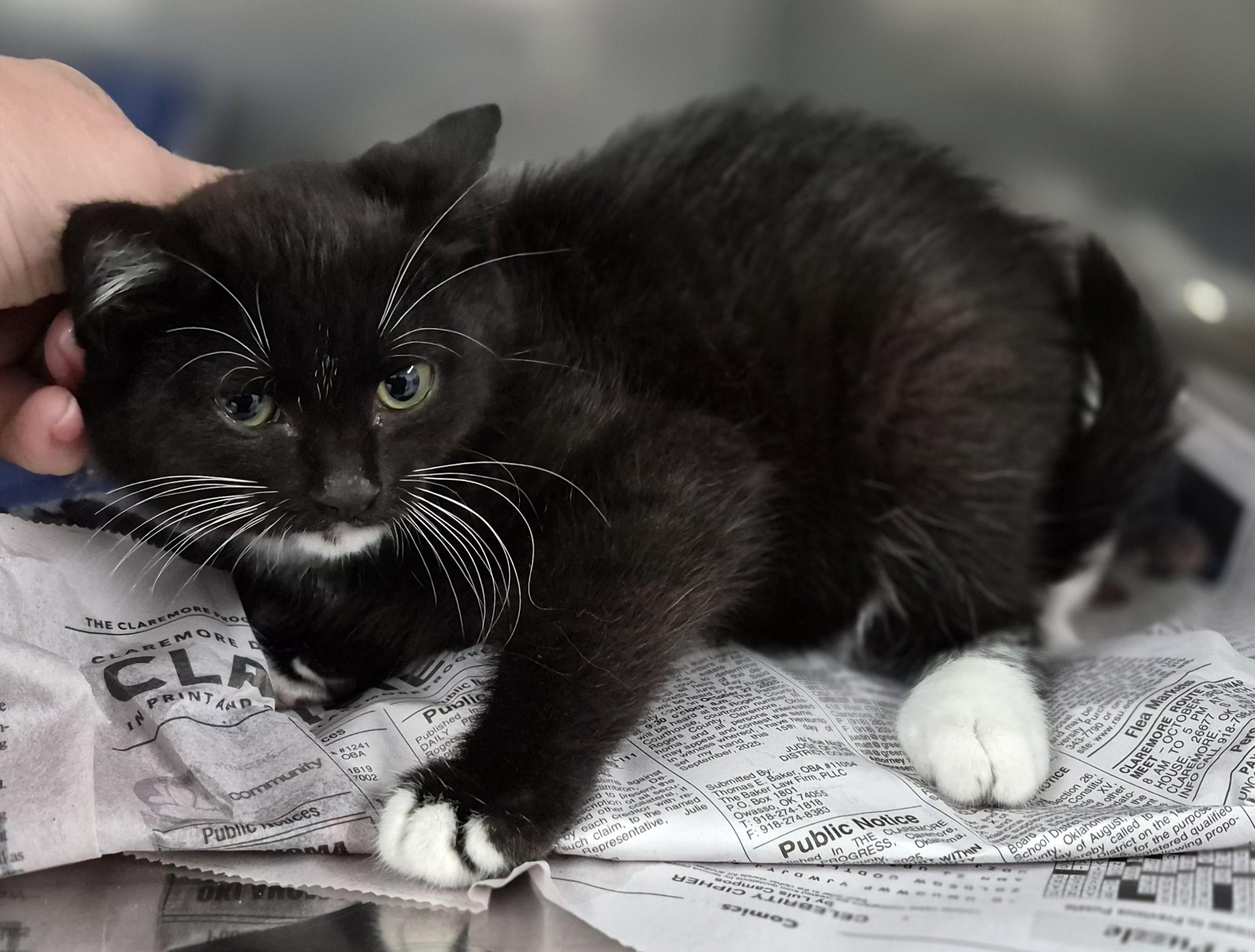 Enlarge SCOOTER, an adopted Tuxedo in Claremore, OK image 1/1