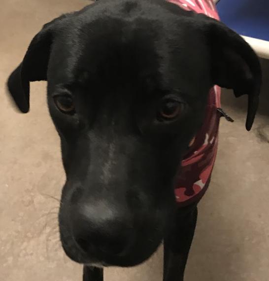 Enlarge Paris, a Adoptable mixed breed in Buena Vista, CO image 4/4