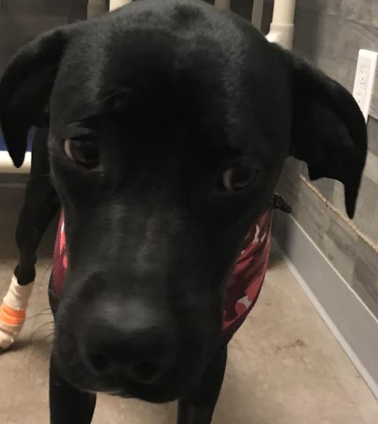 Enlarge Paris, a Adoptable mixed breed in Buena Vista, CO image 2/4