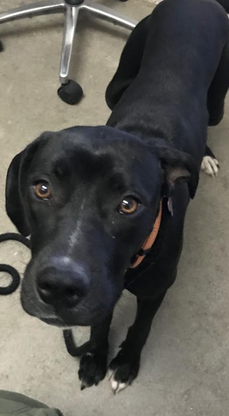 Paris, Adoptable, Young Female Black Labrador Retriever & Boxer.