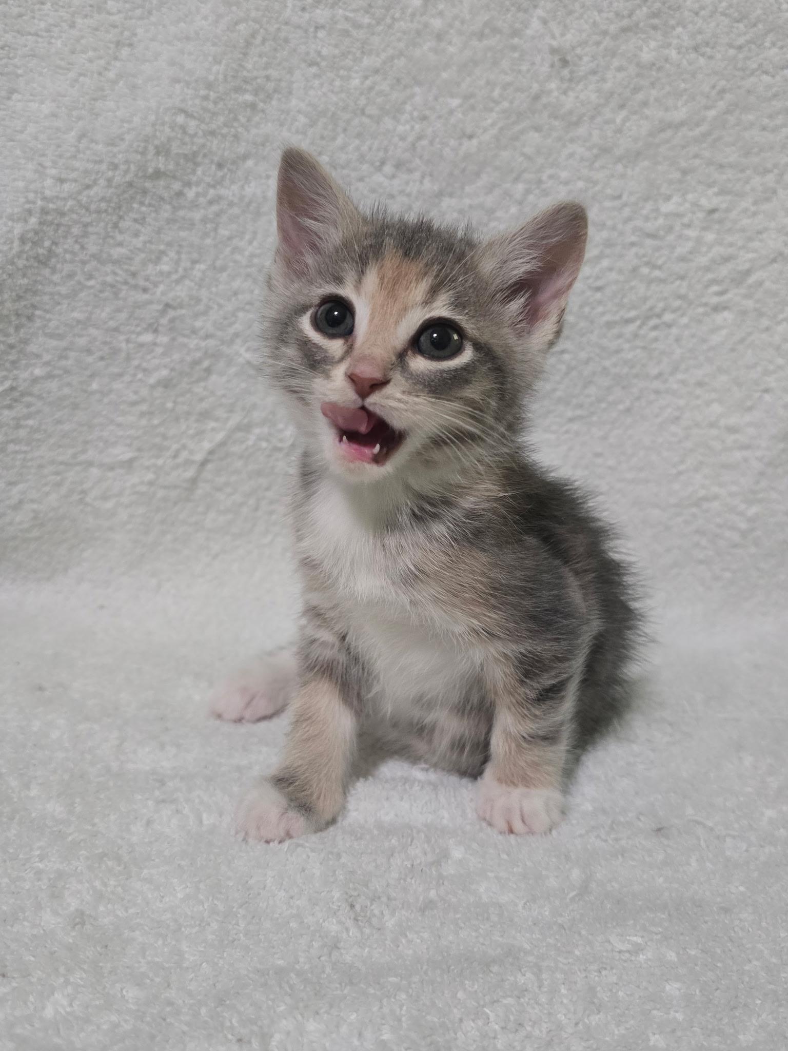 Hera, adopted, Kitten Female Dilute Calico.