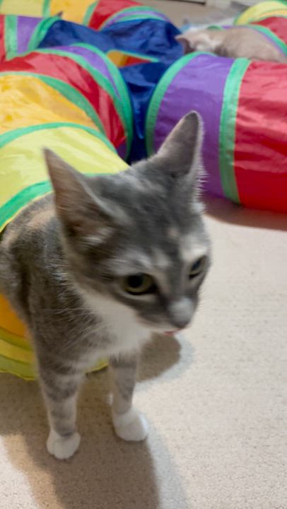 Enlarge Hera, an adopted Dilute Calico in Houston, TX video 3/4