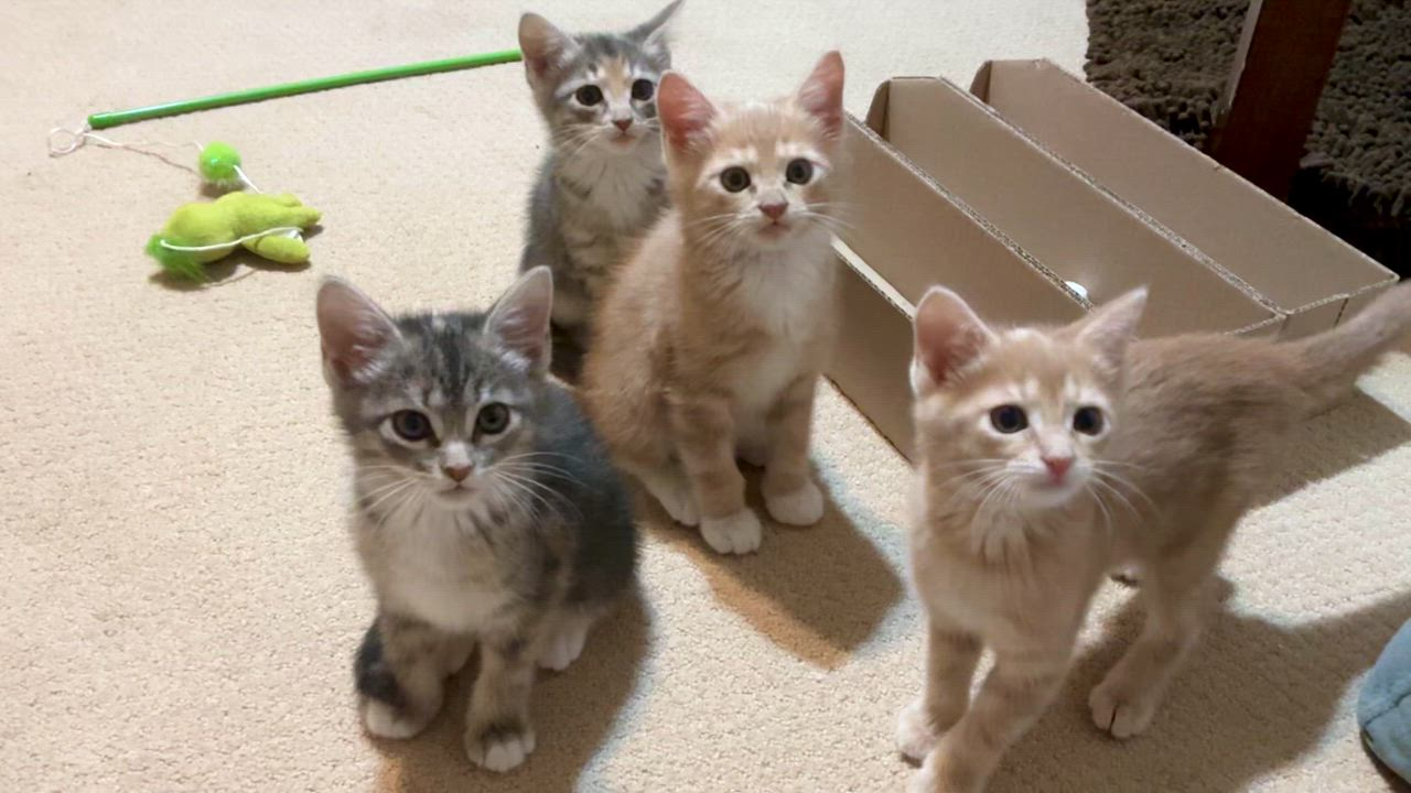 Enlarge Hera, an adopted Dilute Calico in Houston, TX video 2/4