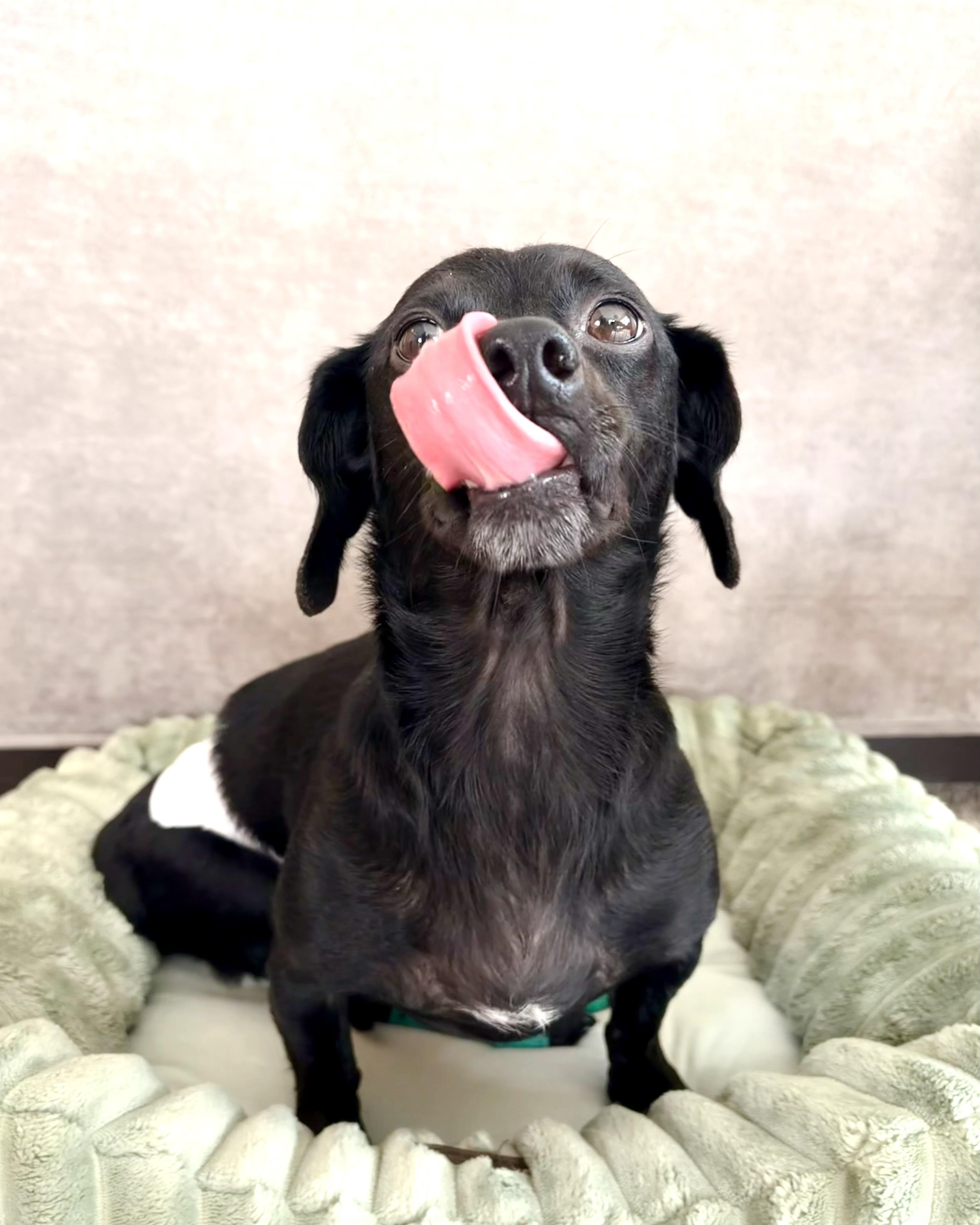 Enlarge Bikini, a Adoptable mixed breed in Deer Park, NY image 3/6