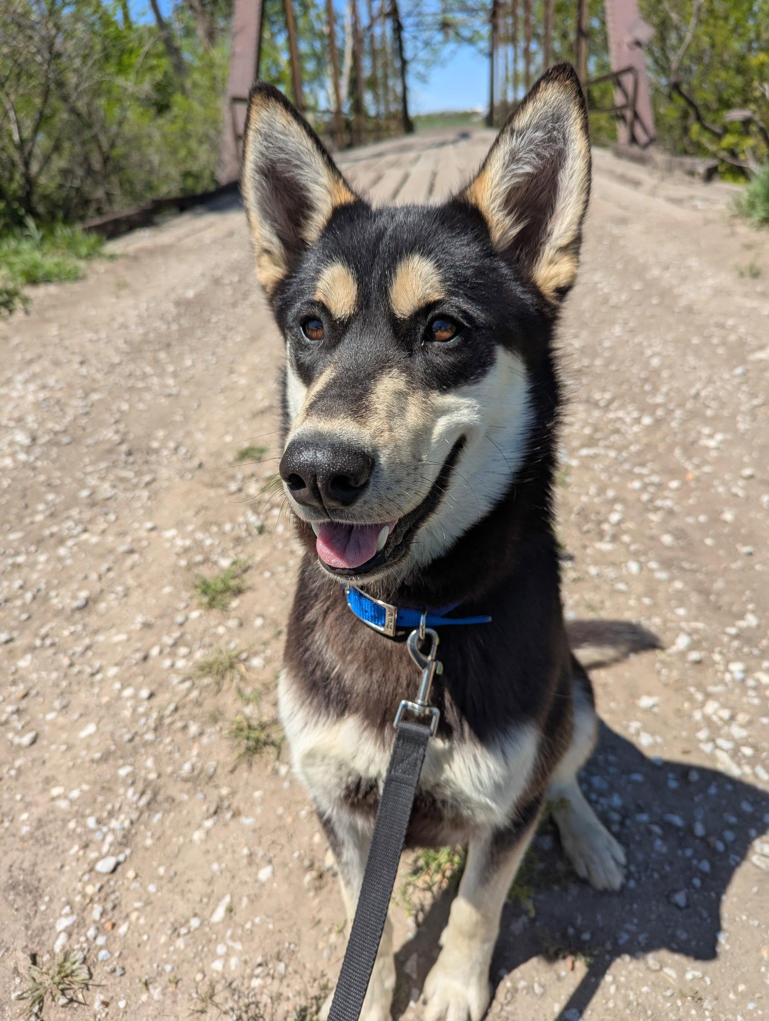 Teddy, Adoptable, Young Male Husky.