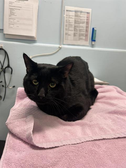 Enlarge KENZO, a Adoptable Domestic Short Hair in London, ON image 1/1