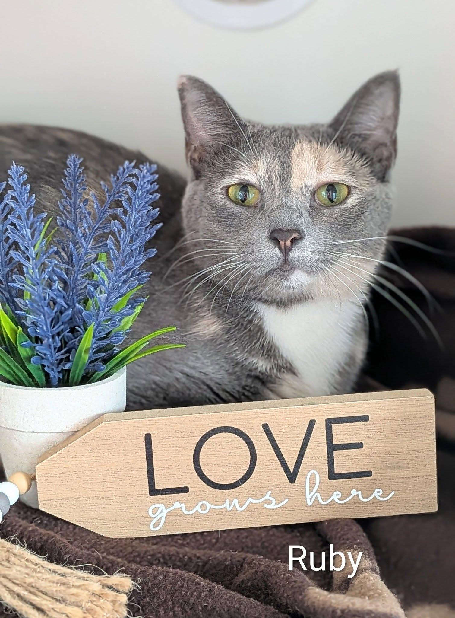 Ruby, ADOPTABLE, Adult Female Domestic Short Hair.