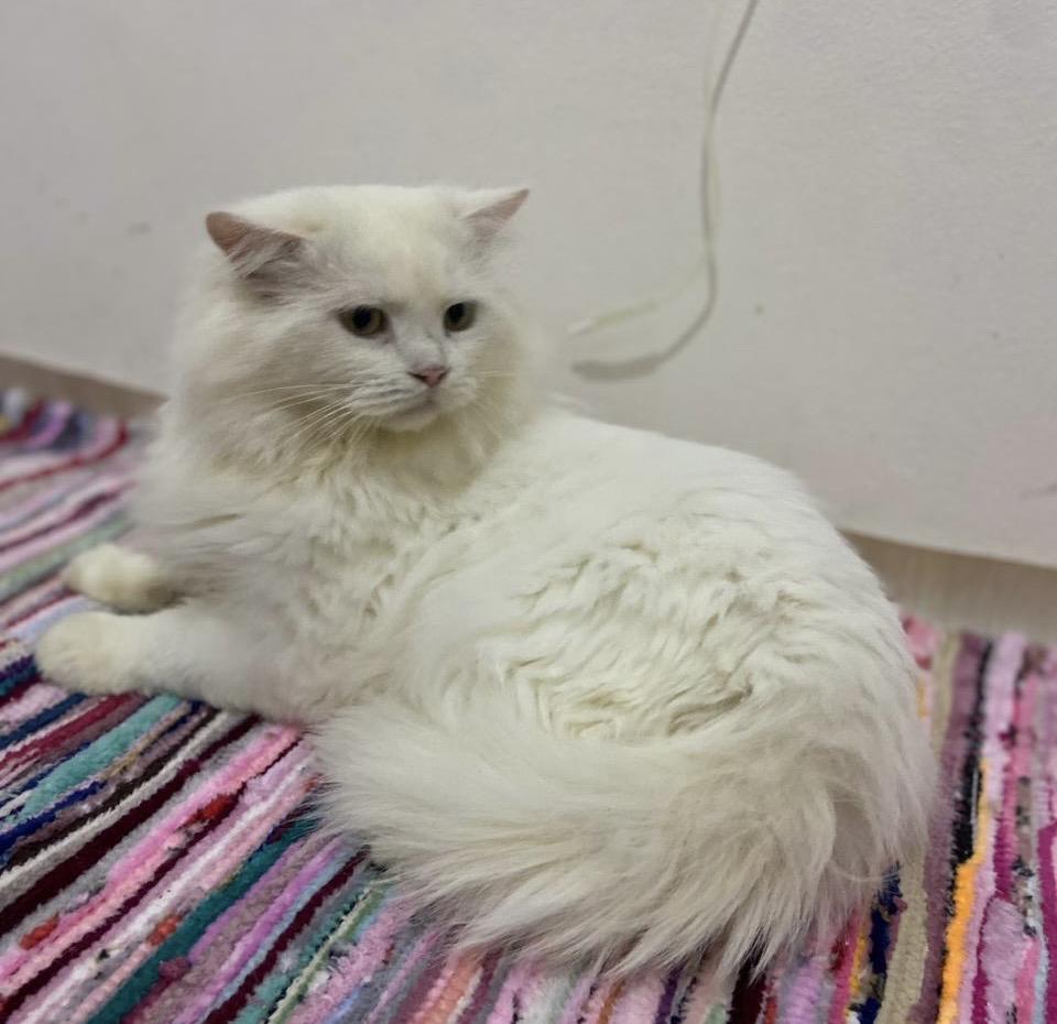 Eggnog F, Adult Male Turkish Angora