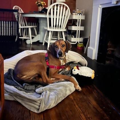 Enlarge Presley, a Adoptable mixed breed in Richmond, VA image 2/3