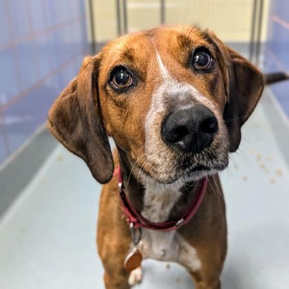 Enlarge Presley, a Adoptable mixed breed in Richmond, VA image 3/3