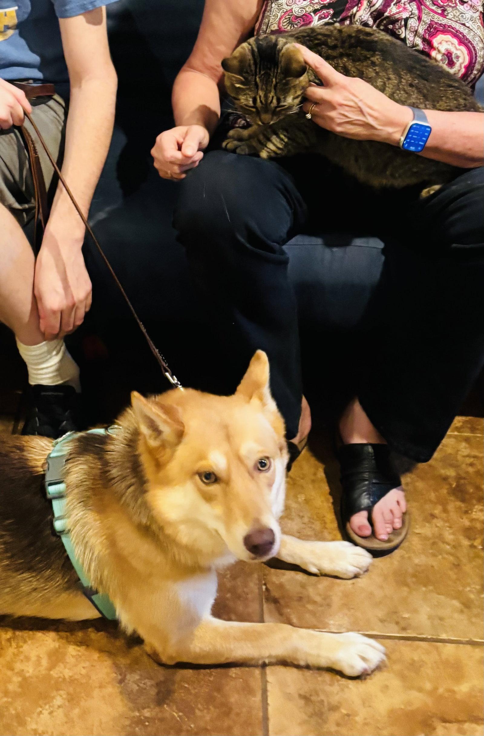 Enlarge Moda, a Adopted mixed breed in Germantown, OH image 3/3