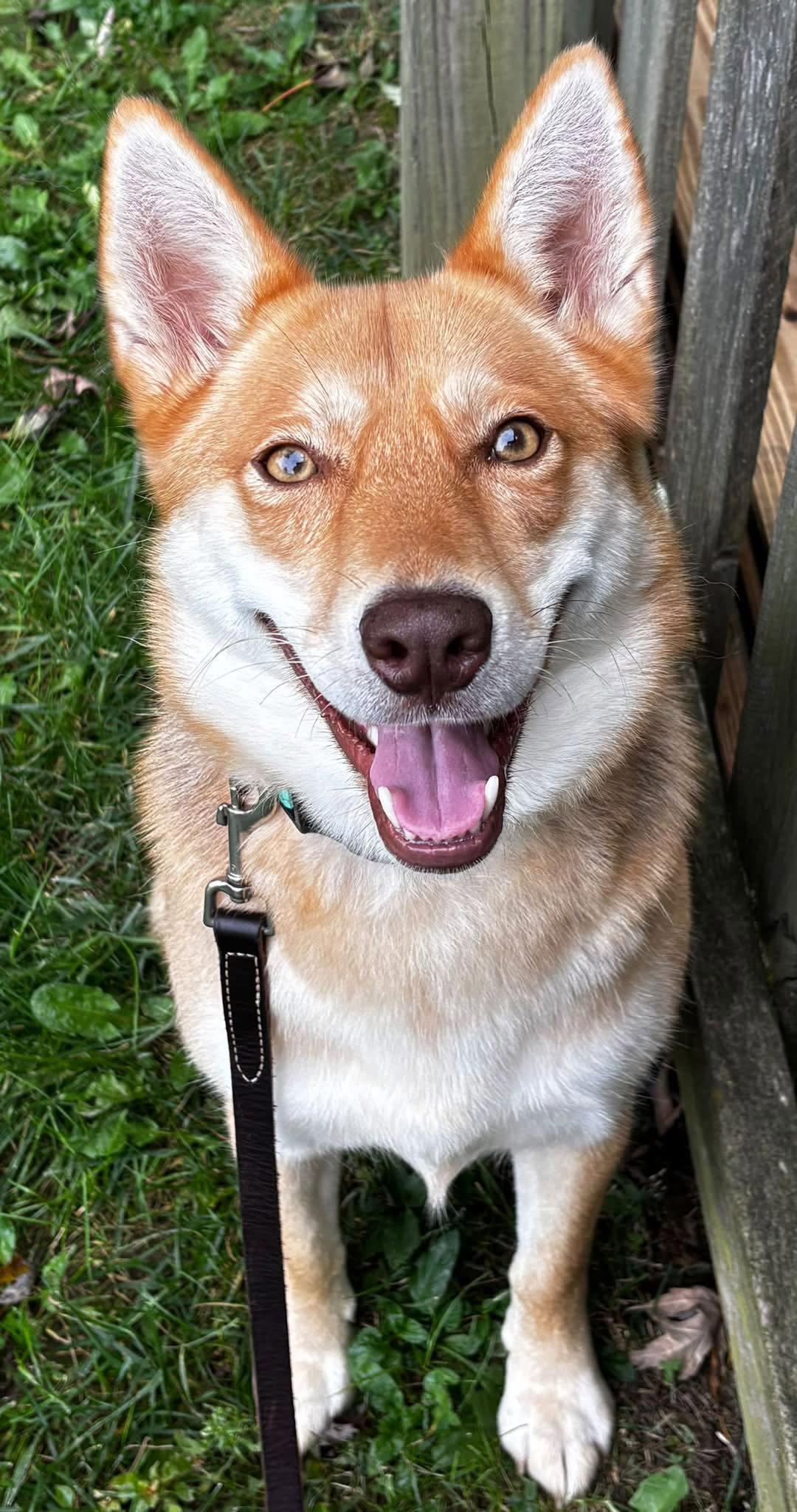 Enlarge Moda, a Adopted mixed breed in Germantown, OH image 1/3