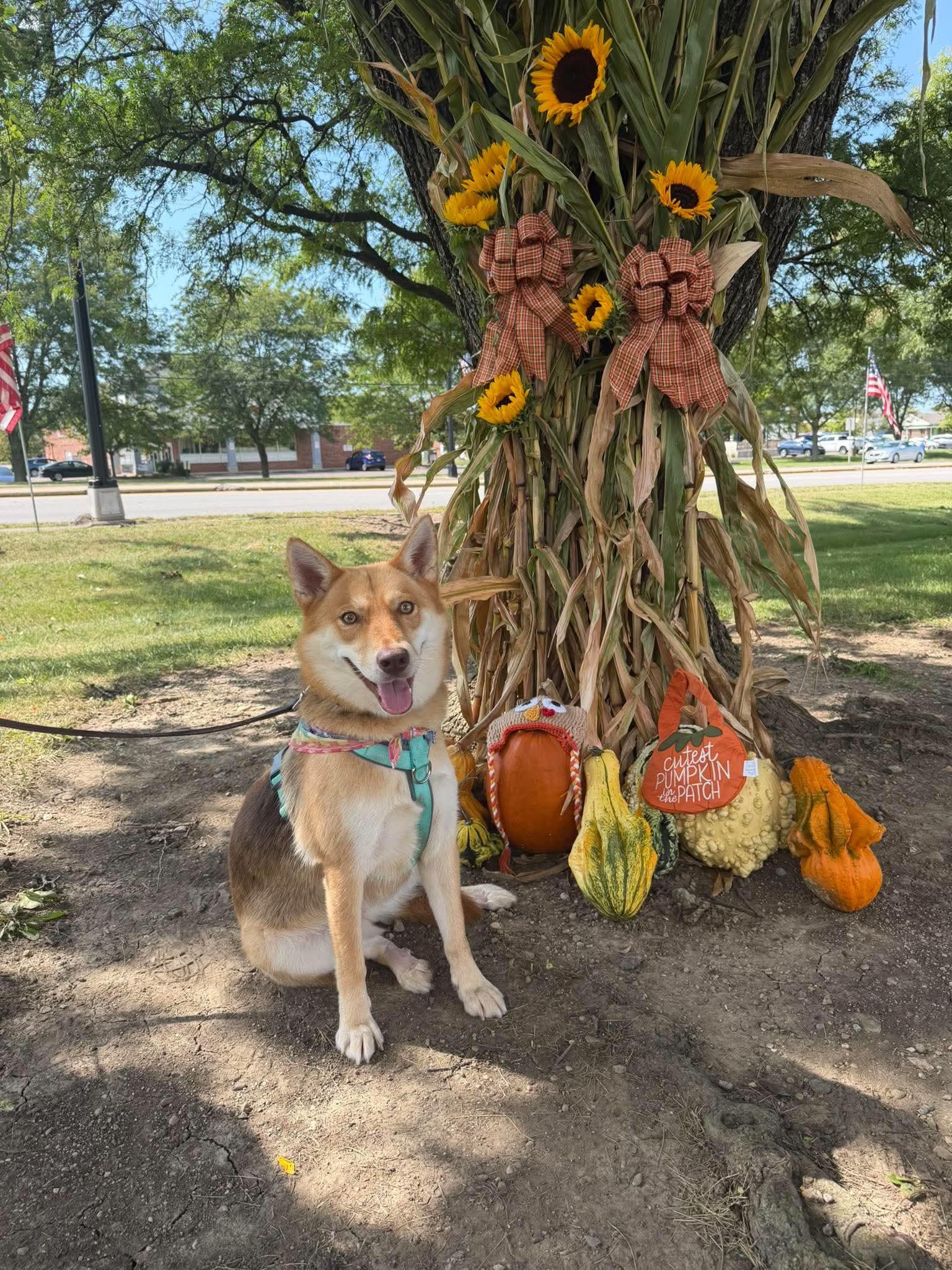 Enlarge Moda, a Adopted mixed breed in Germantown, OH image 2/3