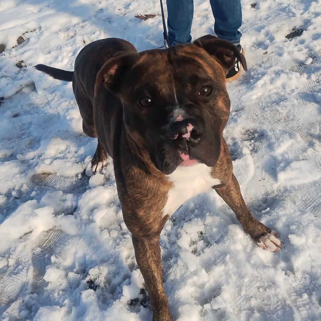 Enlarge Cosmo, a Adoptable Mixed Breed in Edwardsville, IL image 1/1