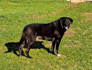 Enlarge Rickie, a ADOPTABLE mixed breed in Clinton, ME image 3/3