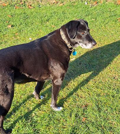 Enlarge Rickie, a ADOPTABLE mixed breed in Clinton, ME image 1/3