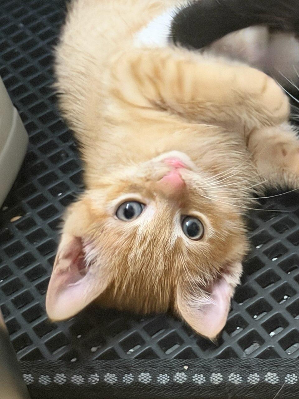 Enlarge Bumble, an adopted Domestic Short Hair in Terrell, TX image 3/3