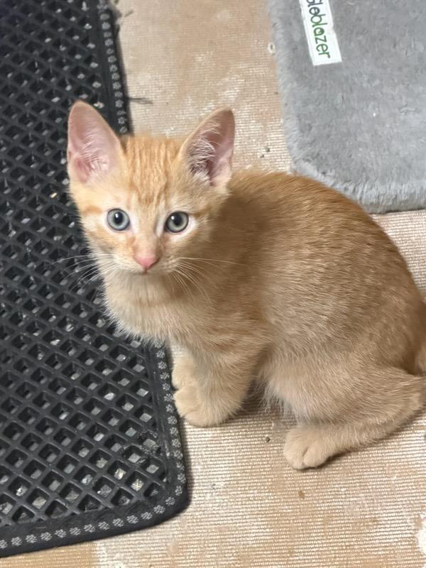 Bumble, adopted, Kitten Female Domestic Short Hair.
