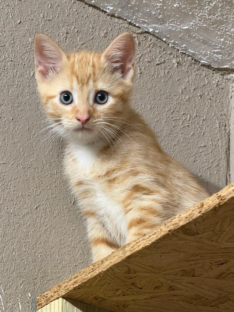 Enlarge Bumble, an adopted Domestic Short Hair in Terrell, TX image 2/3