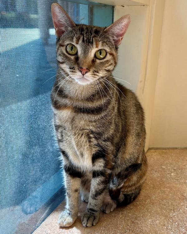 Grace, Adoptable, Adult Female Domestic Short Hair.