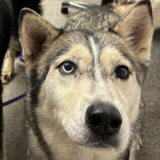 Alaska, a Adoptable Siberian Husky in Pahrump, NV image 1/4