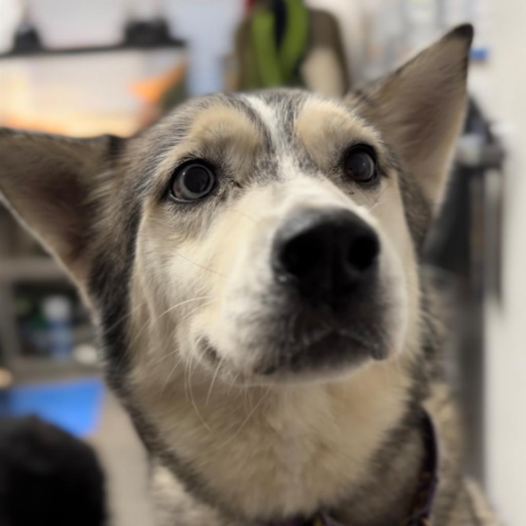 Alaska, a Adoptable Siberian Husky in Pahrump, NV image 3/4