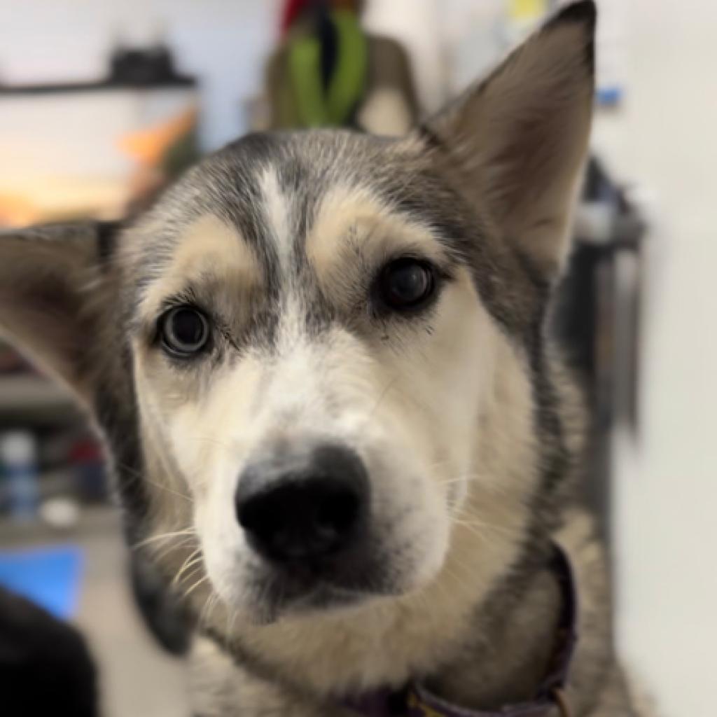 Alaska, Adoptable, Senior Female Siberian Husky.