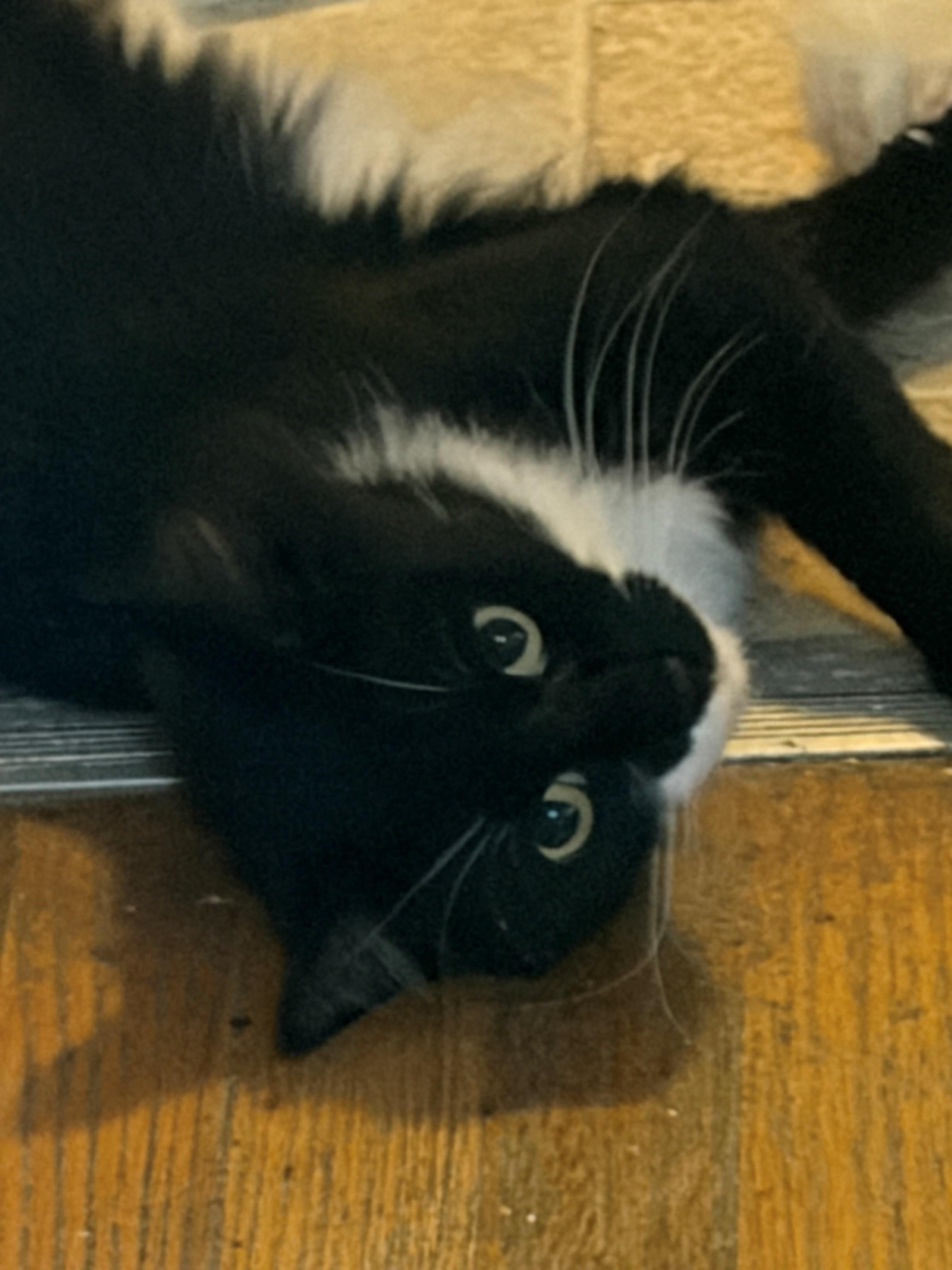 Enlarge Tucker, a ADOPTABLE mixed breed in Oakland, CA image 2/3