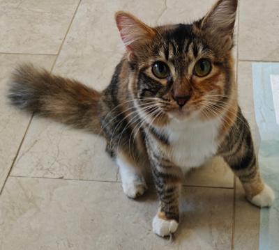 Tiger Lily, an adopted mixed breed in Waltham, MA image 2/4