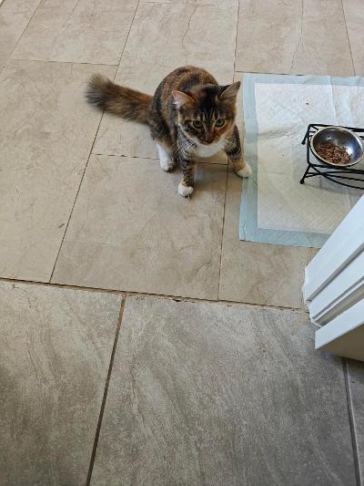 Tiger Lily, an adopted mixed breed in Waltham, MA image 3/4
