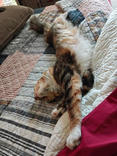 Tiger Lily, an adopted mixed breed in Waltham, MA image 4/4