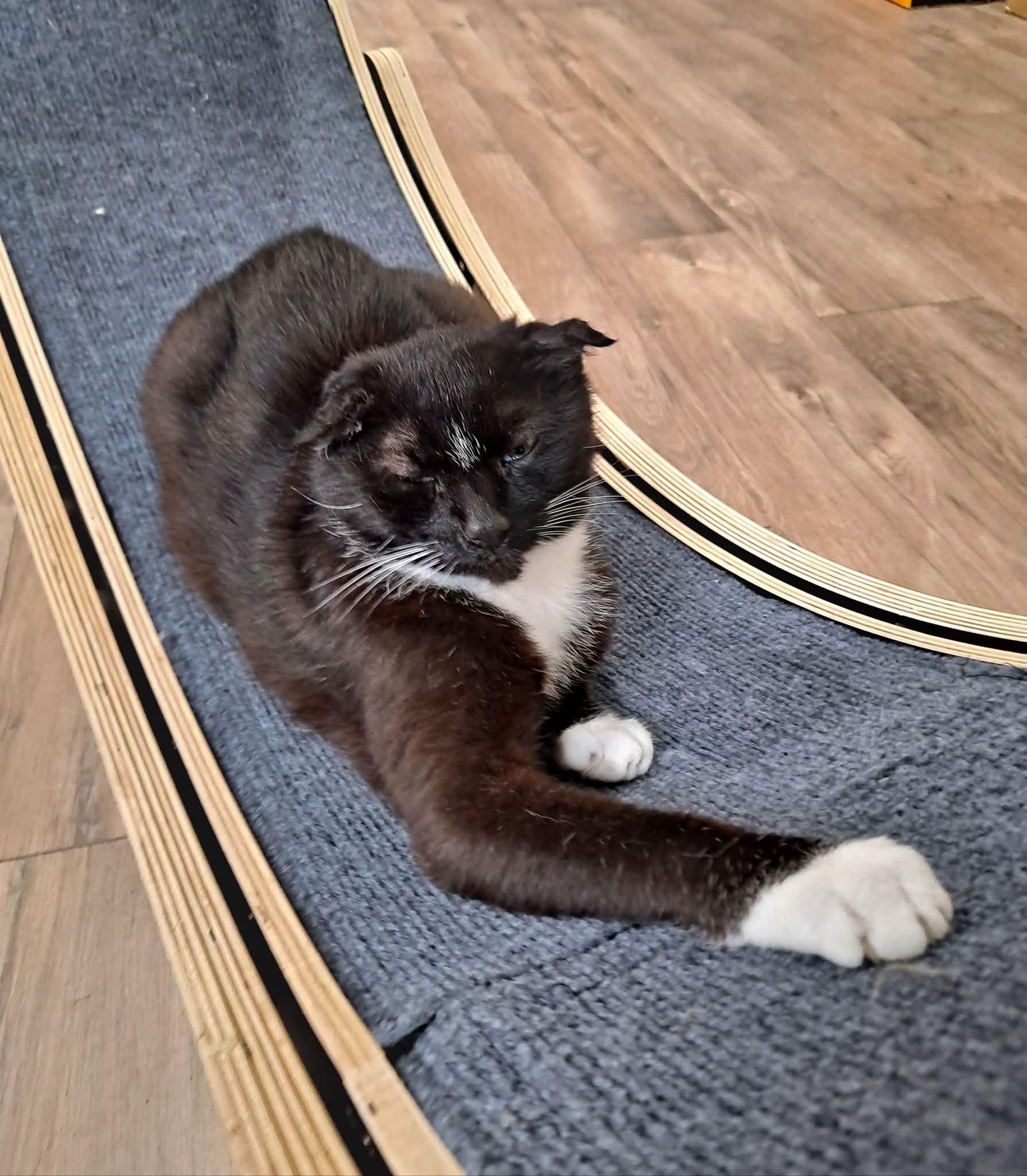 Enlarge Inky, a Adoptable Domestic Short Hair in Galloway, NJ image 4/6