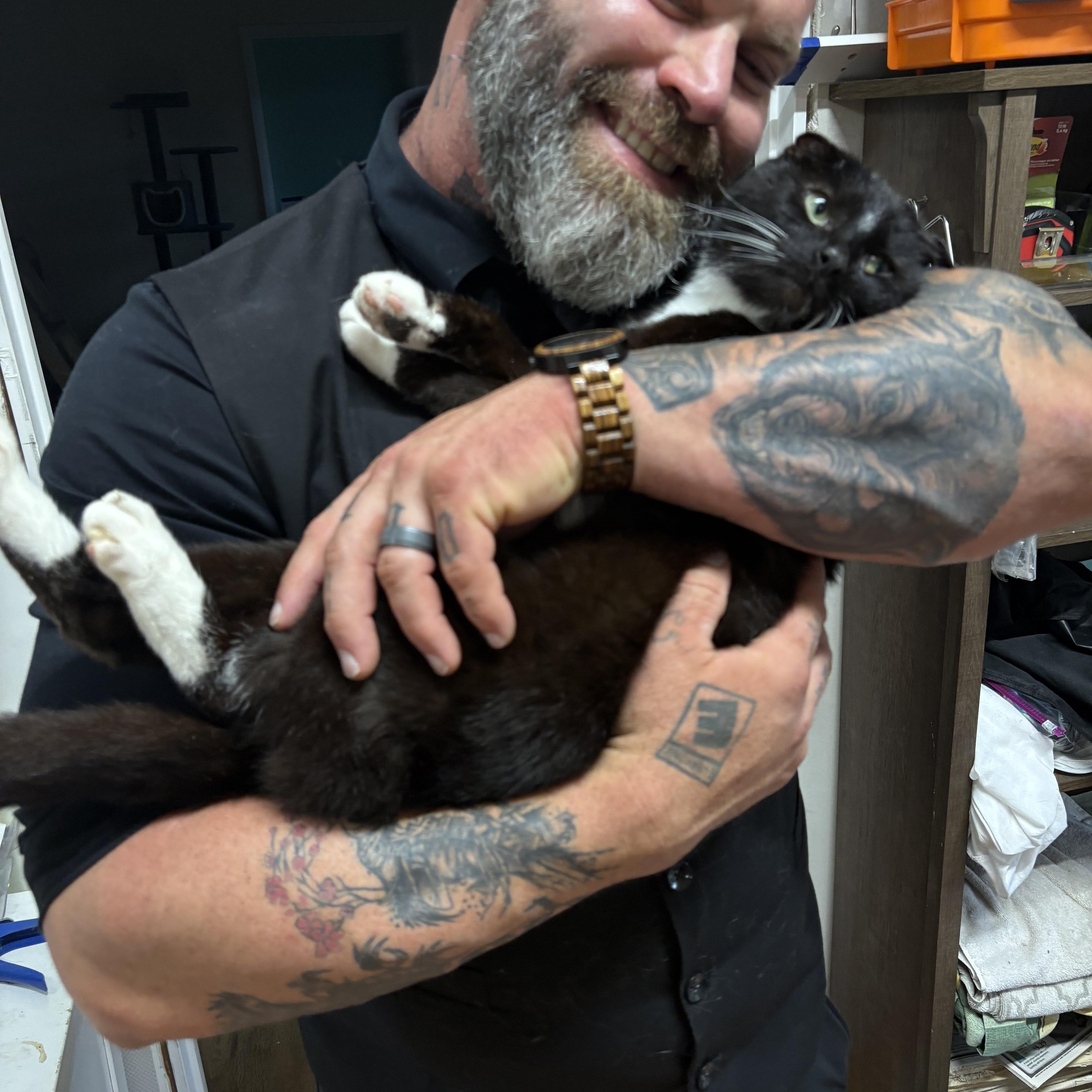 Enlarge Inky, a Adoptable Domestic Short Hair in Galloway, NJ image 5/6