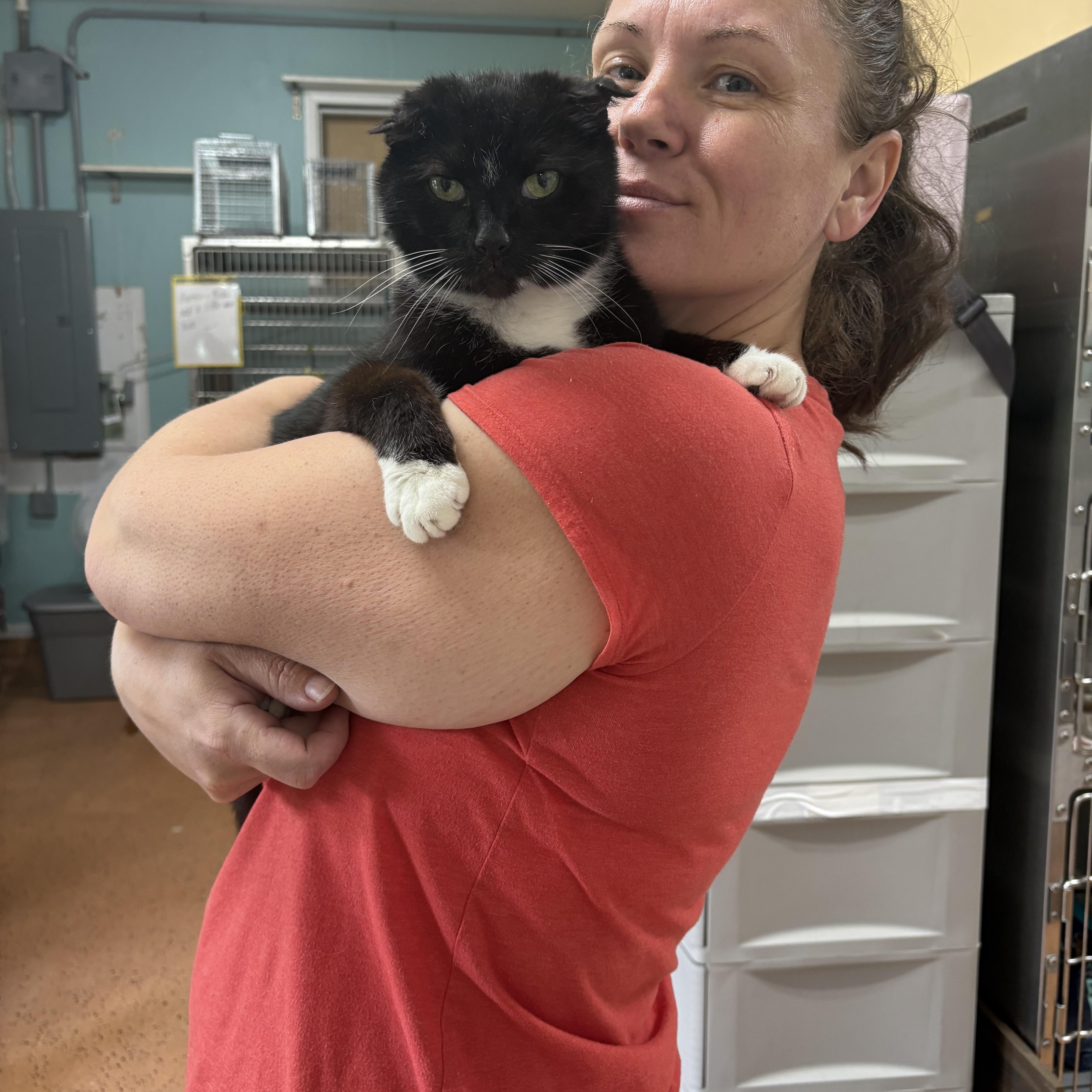 Enlarge Inky, a Adoptable Domestic Short Hair in Galloway, NJ image 6/6