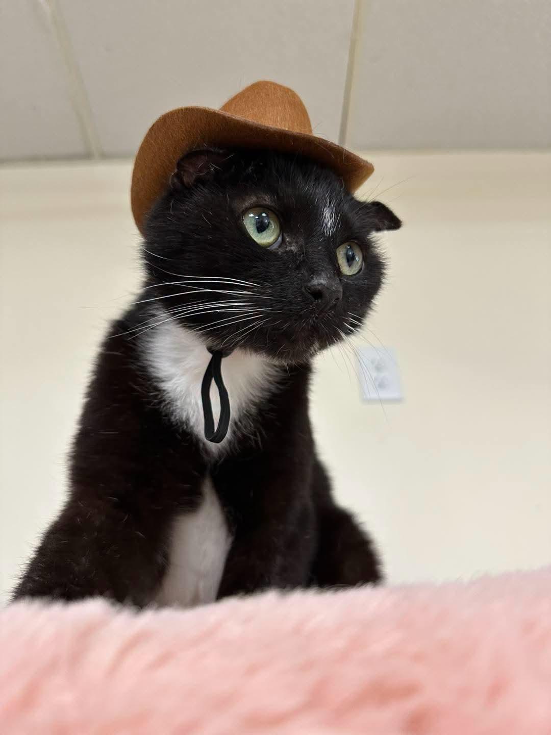 Inky, Adoptable, Senior Male Domestic Short Hair.