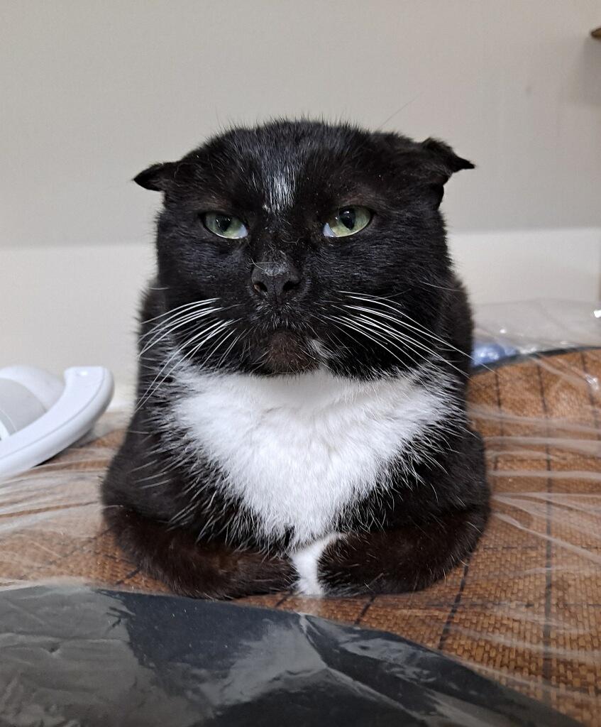 Enlarge Inky, a Adoptable Domestic Short Hair in Galloway, NJ image 2/6