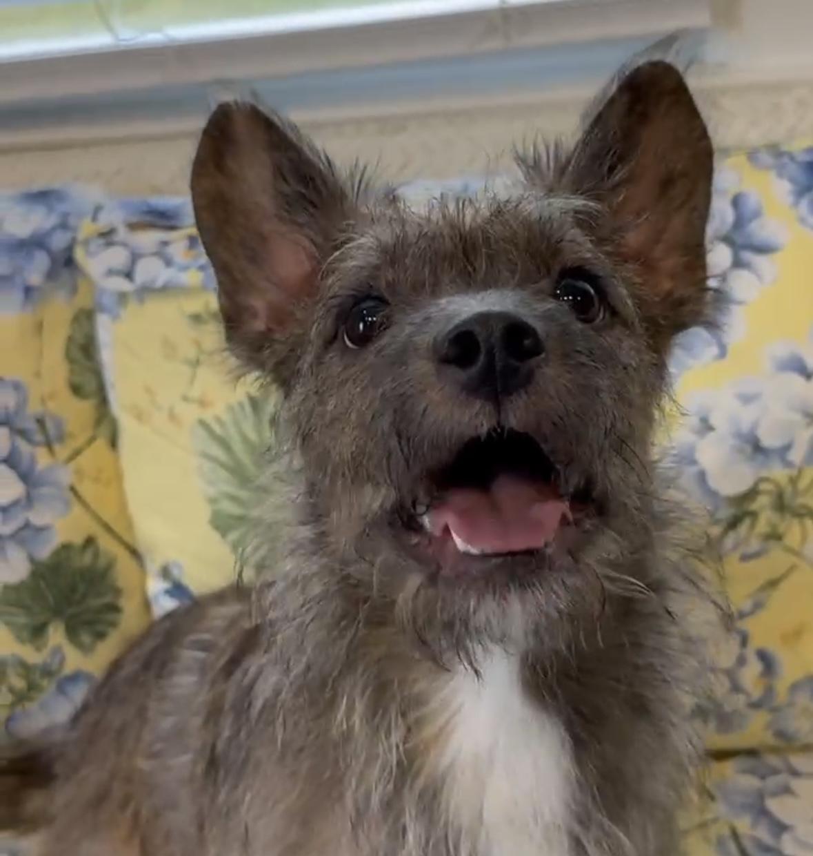 Toto, Adult Female unknown