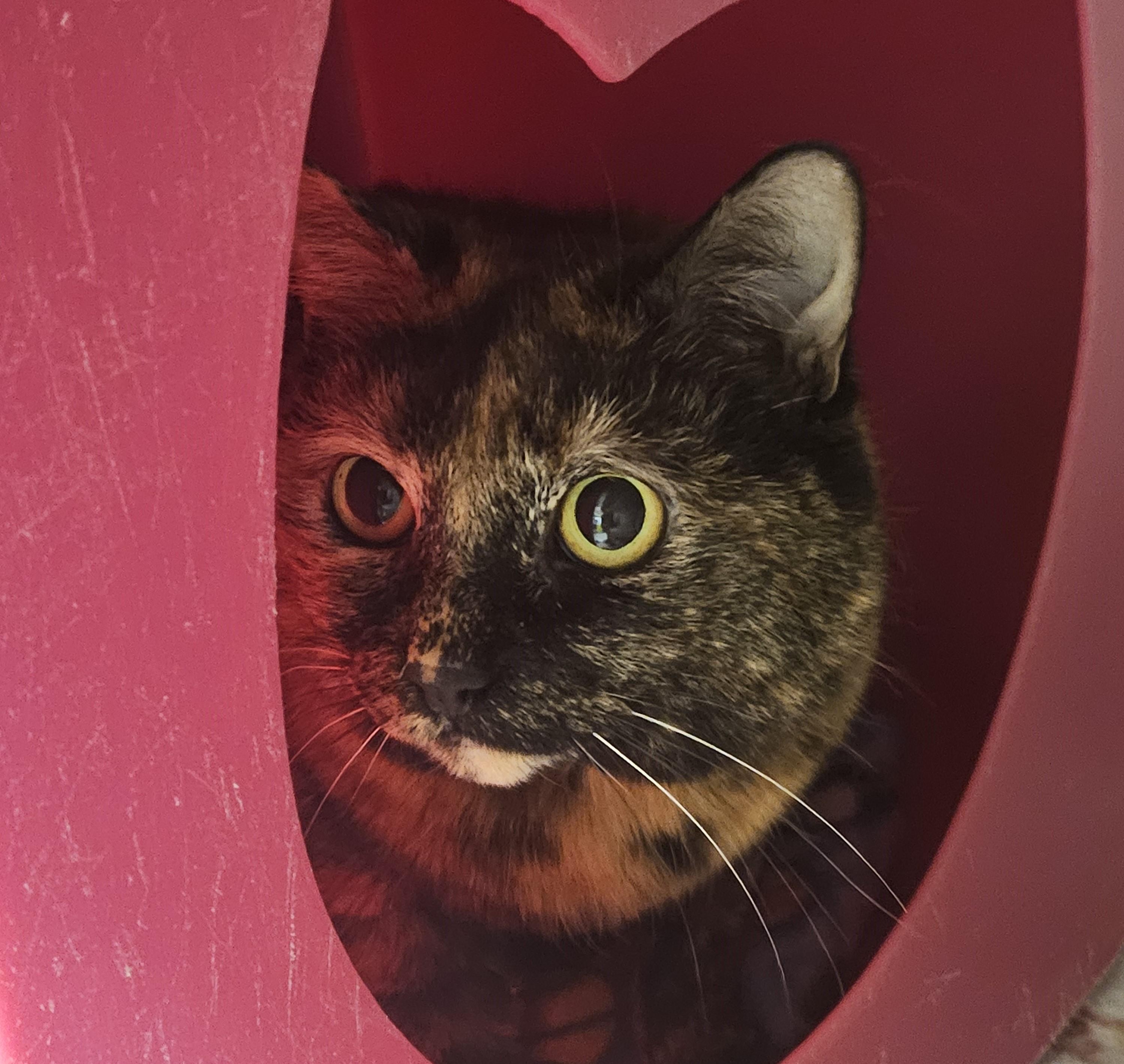 Diesel, an adoptable Domestic Short Hair in Billings, MT, 59102 | Photo Image 1