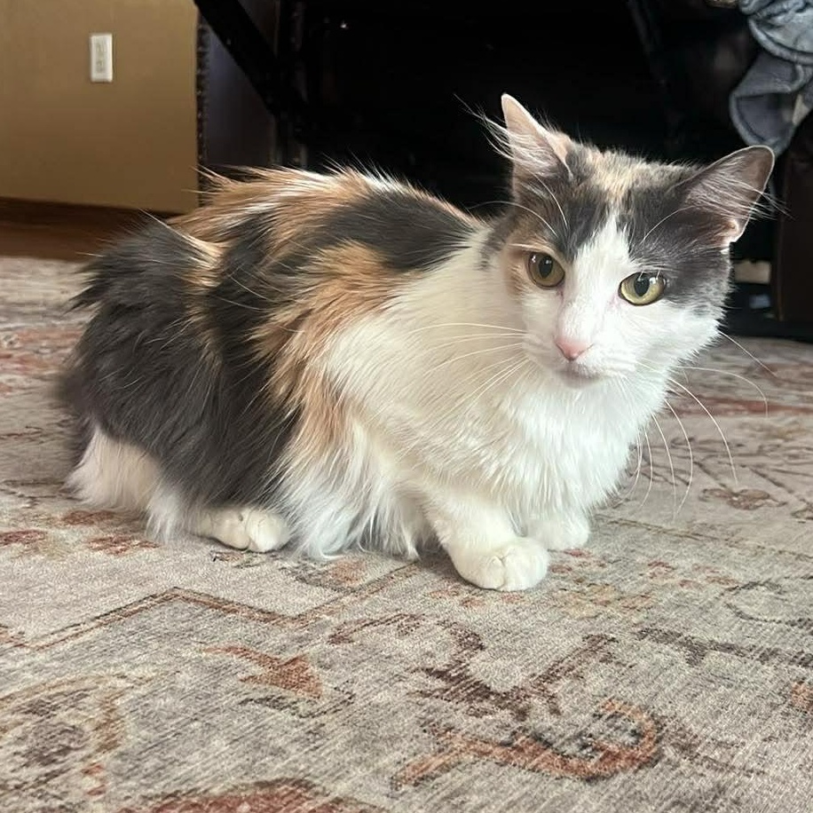 Miss Gucci, adopted, Young Female Domestic Long Hair.