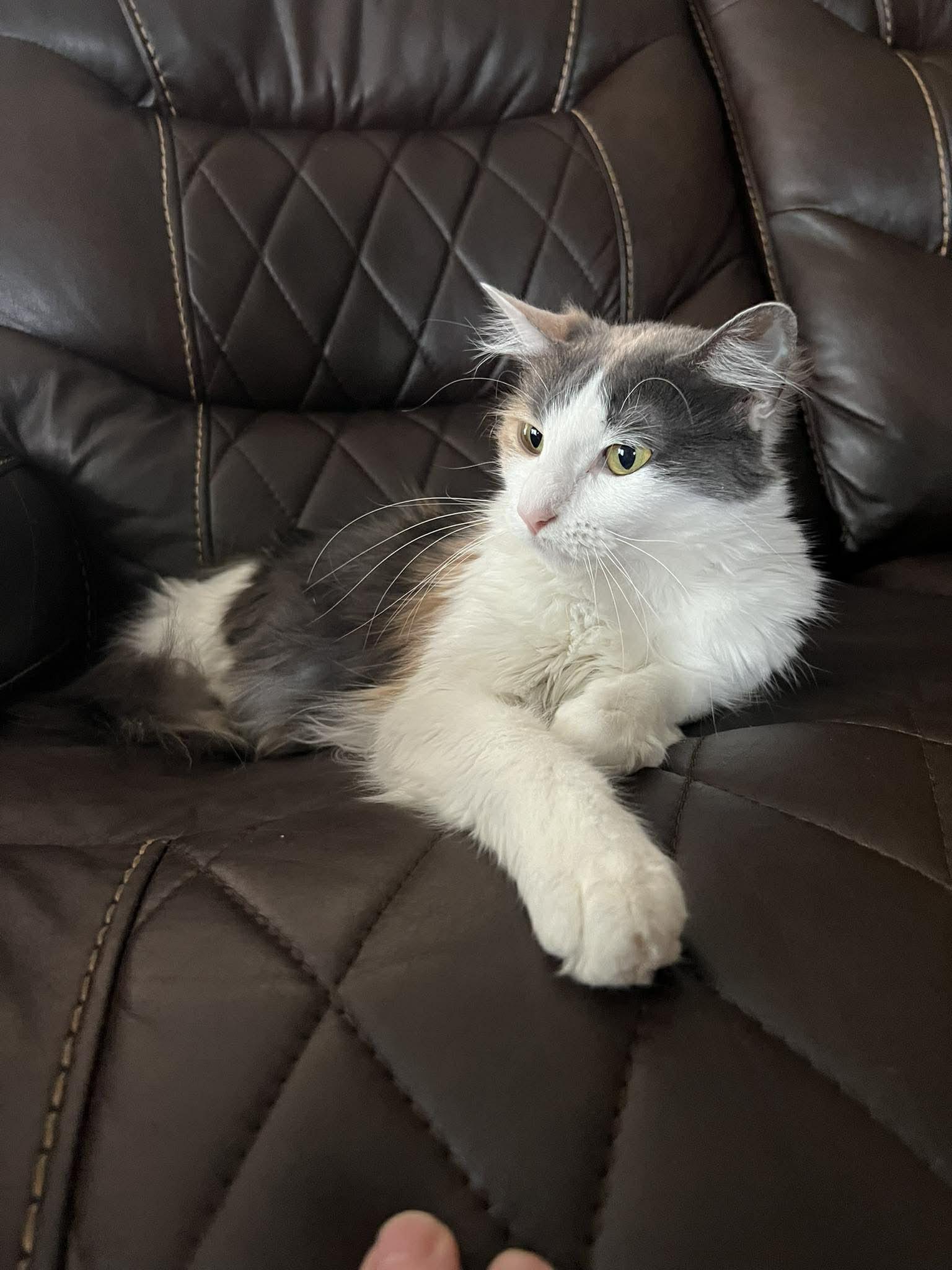 Enlarge Miss Gucci, an adopted Domestic Long Hair in Spring, TX image 3/5