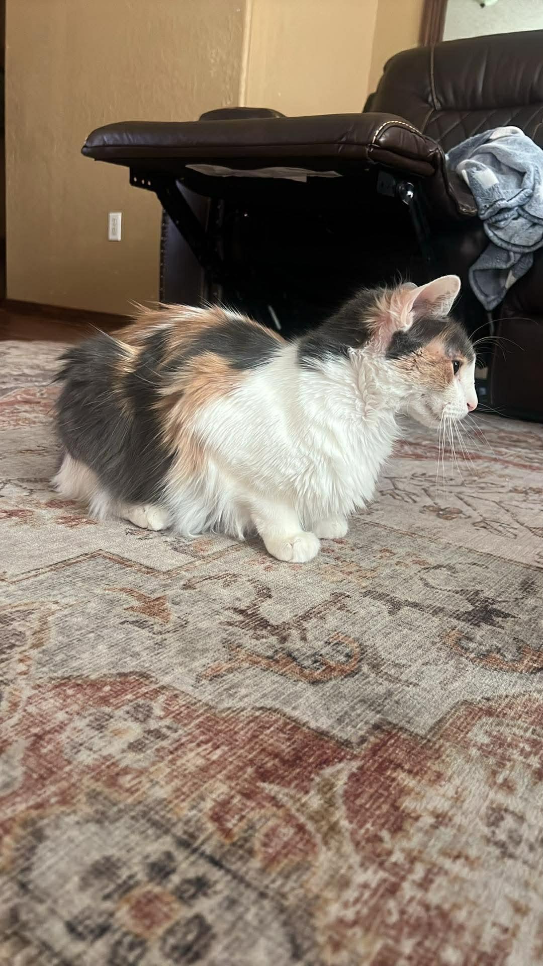 Enlarge Miss Gucci, an adopted Domestic Long Hair in Spring, TX image 2/5