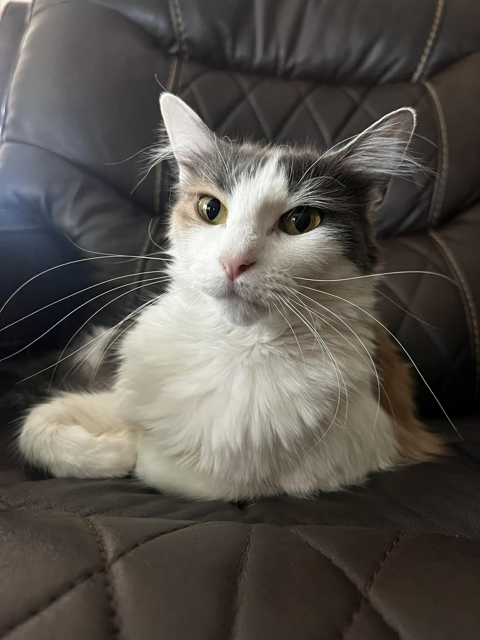 Enlarge Miss Gucci, an adopted Domestic Long Hair in Spring, TX image 4/5
