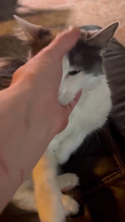 Enlarge Miss Gucci, an adopted Domestic Long Hair in Spring, TX video 5/5