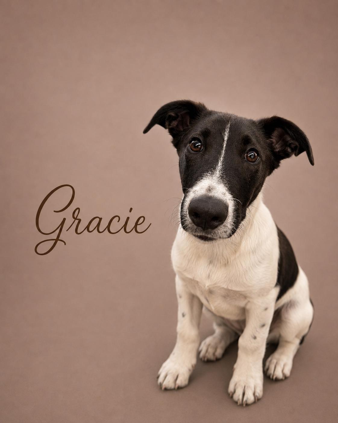 Gracie, Adoptable, Puppy Female Mixed Breed.