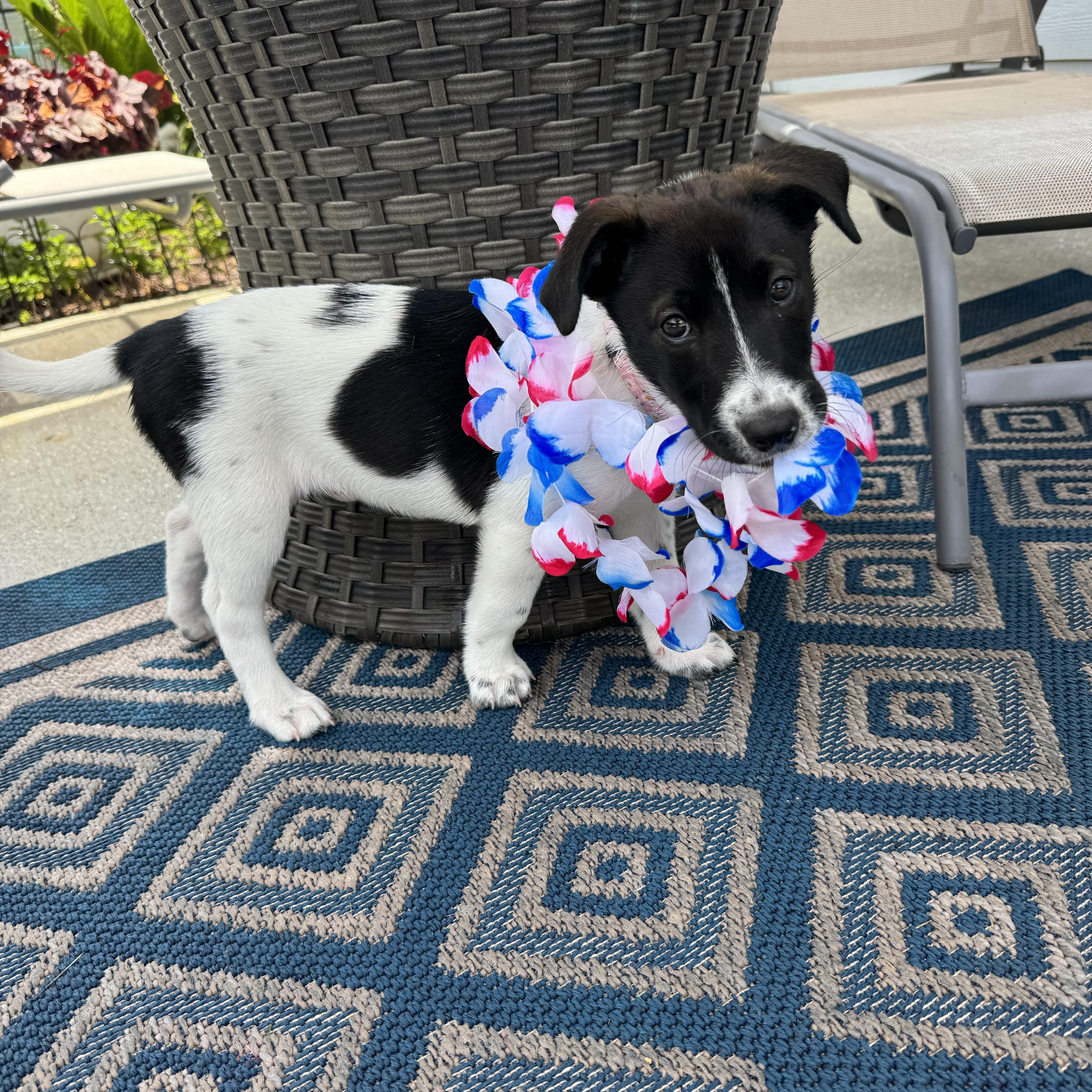 Enlarge Gracie, a ADOPTABLE Mixed Breed in MYRTLE BEACH, SC image 1/1