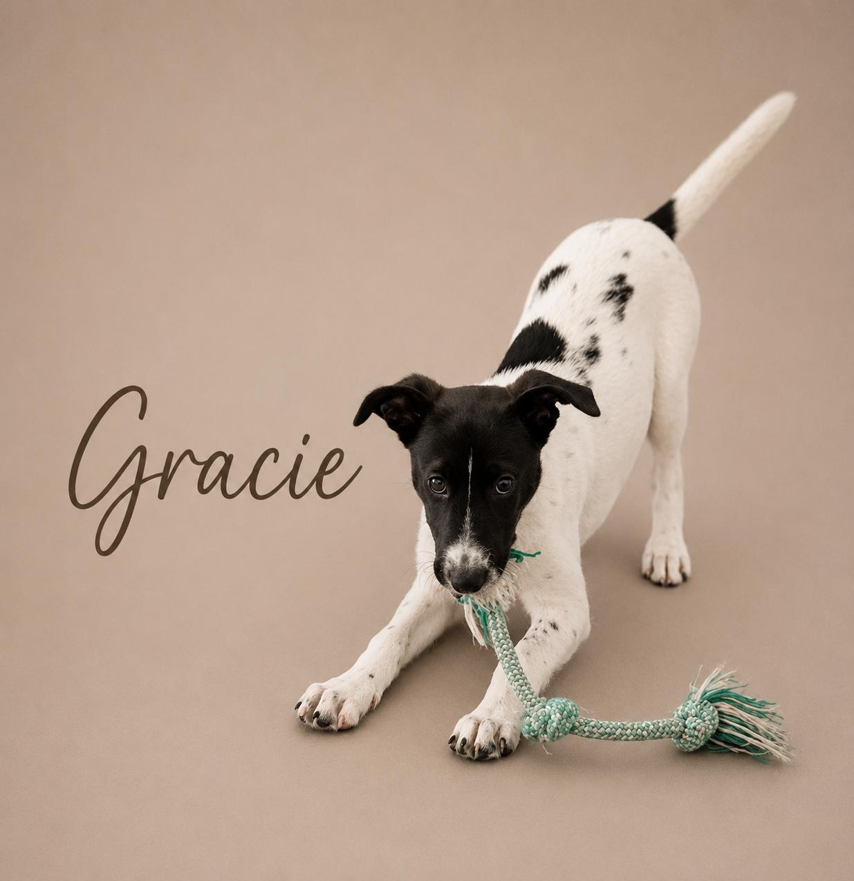 Gracie, ADOPTABLE, Puppy Female Mixed Breed.