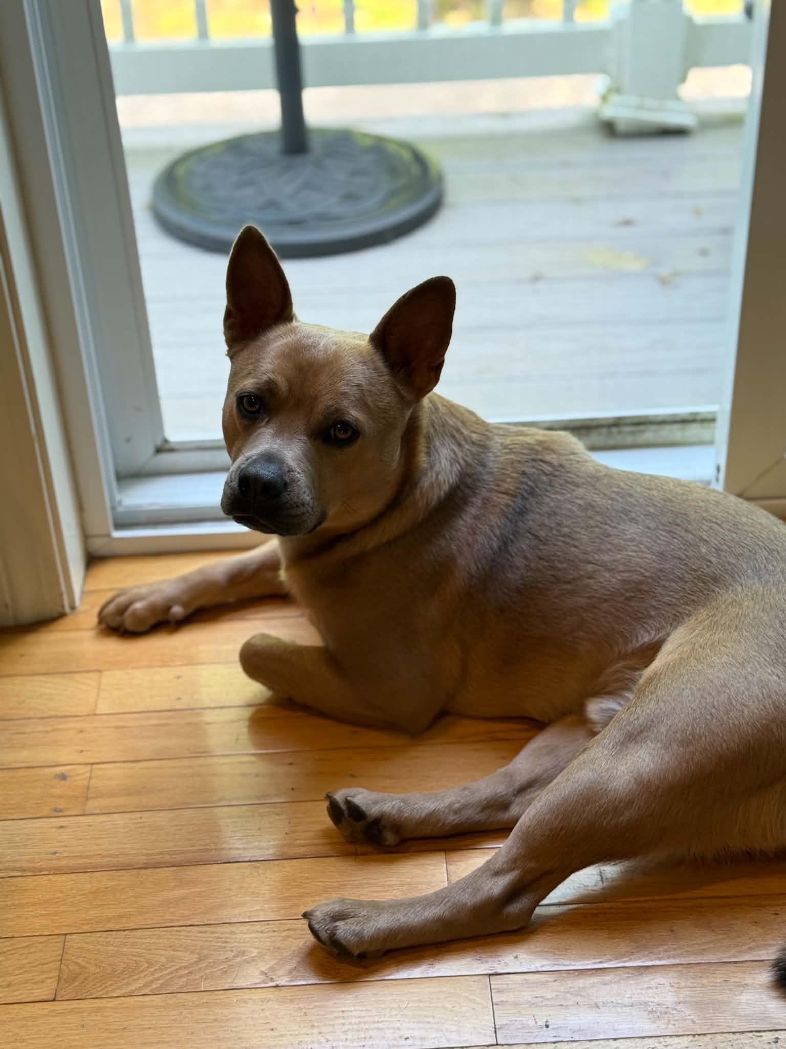 PupCup, Adoptable, Young Male Mixed Breed.