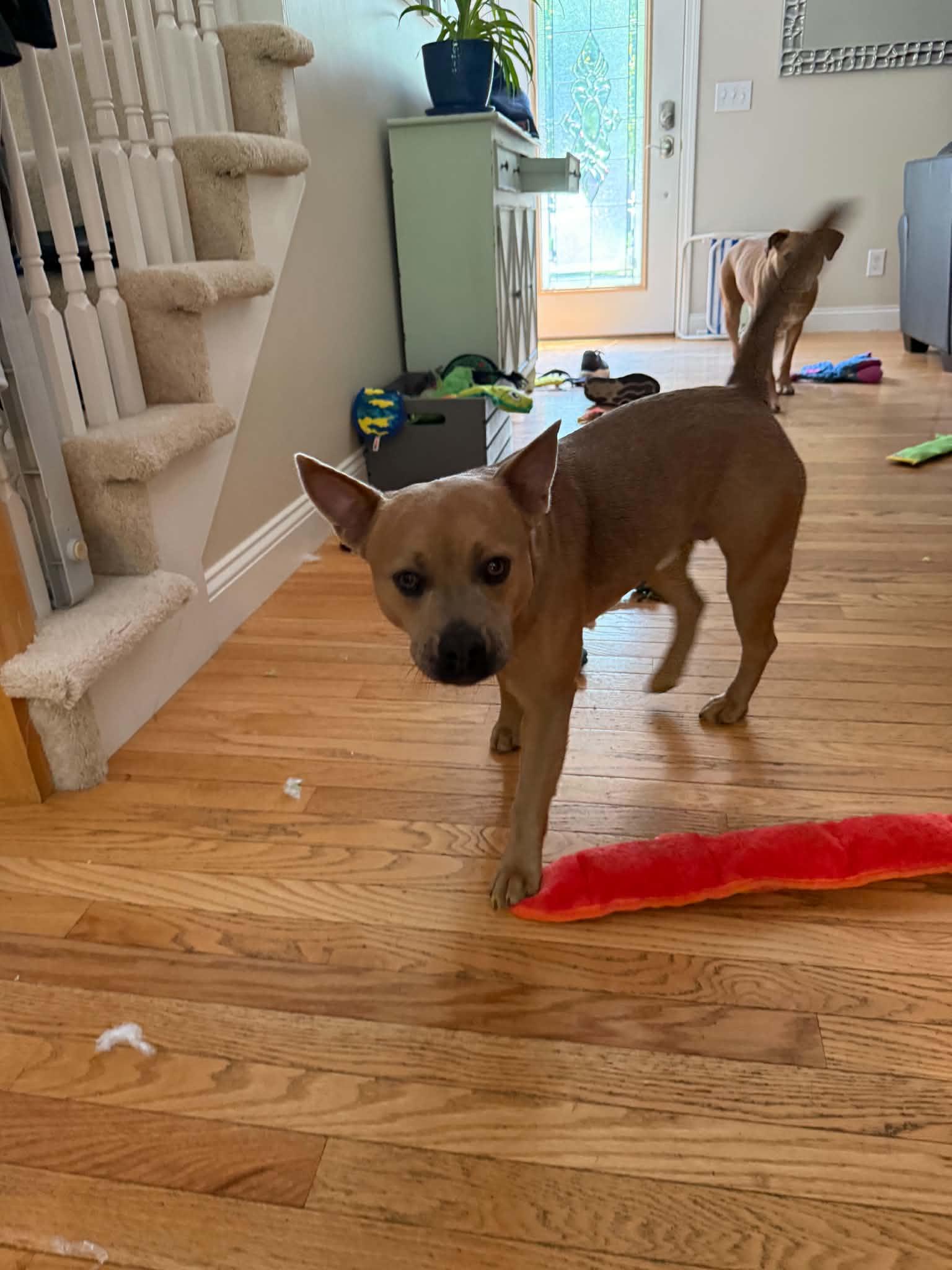 PupCup, a Adoptable mixed breed in Kennebunk , ME image 3/5