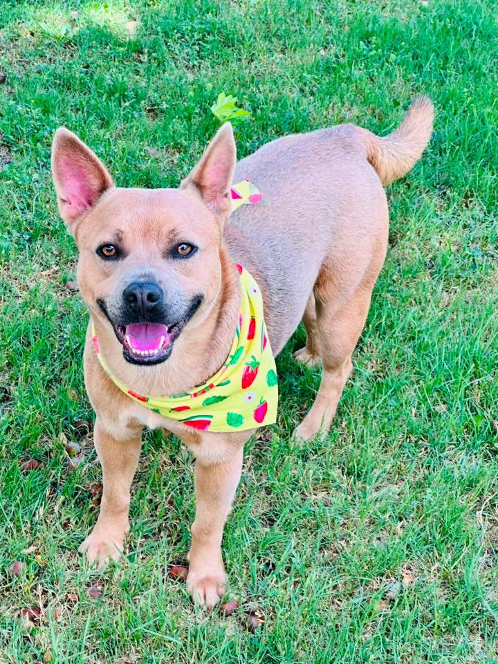PupCup, a Adoptable mixed breed in Kennebunk , ME image 5/5